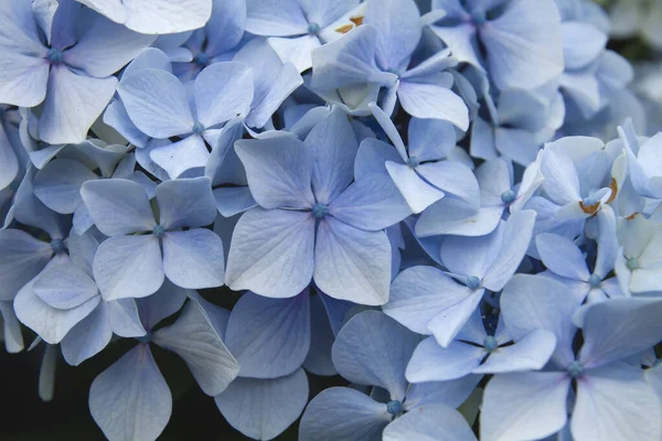 Hydrangea Blue Flowers Close — Stock Photo, Image