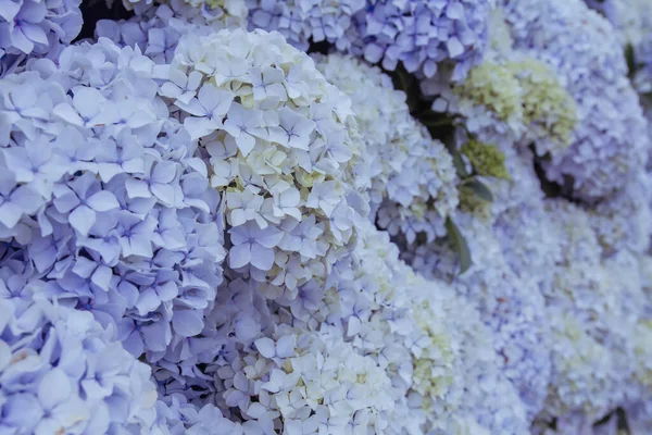 Hortensia Bloemen Bloeien Het Voorjaar — Stockfoto