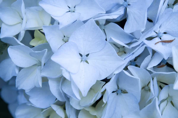 Hydrangea Pale Blue Flowers Blooming — Stock Photo, Image