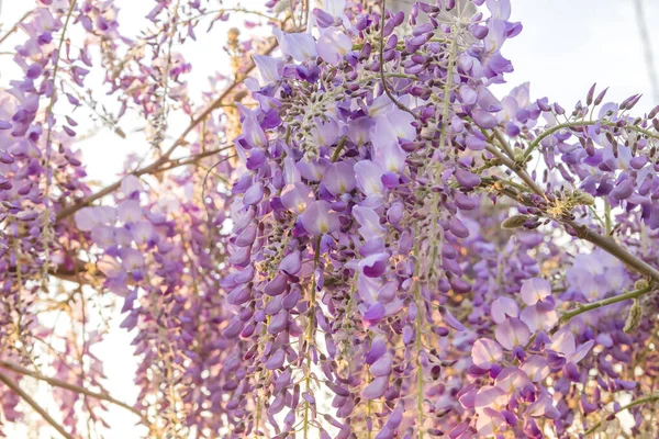 Glicine Fiori Viola Fioritura Primavera — Foto Stock