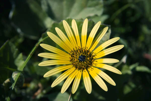 Flor Amarilla Del Diente León Del Cabo Cerca — Foto de Stock