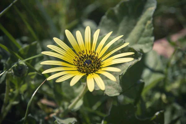 Kap Löwenzahn Gelbe Blume Blüht — Stockfoto