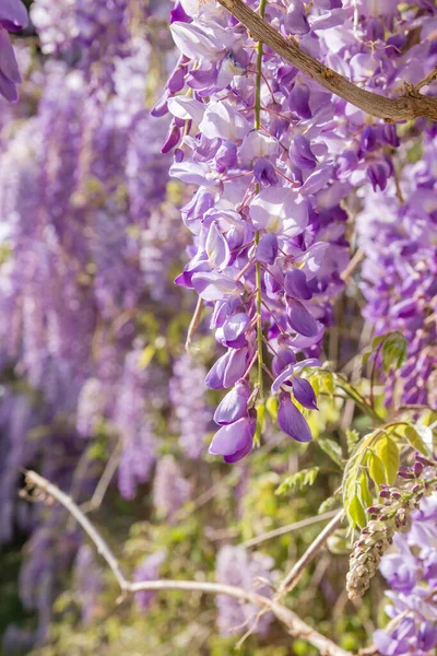 Цветки Вистерии Фиолетовой — стоковое фото