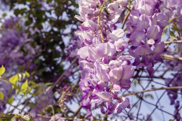 Glicine Fiori Viola Fioritura Primavera — Foto Stock