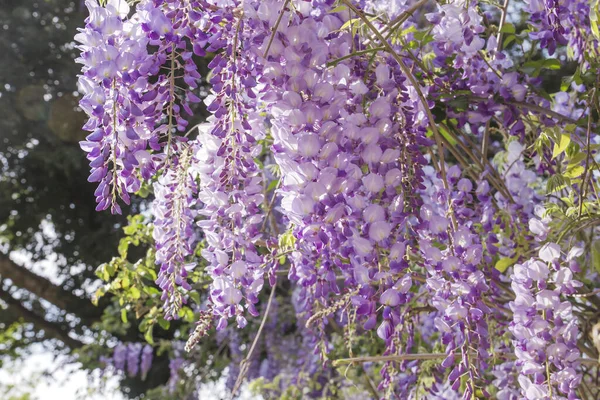 Вистерия Фиолетовые Цветы Цветут Весной — стоковое фото