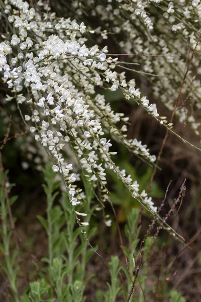 春に咲くレタマ白花 — ストック写真