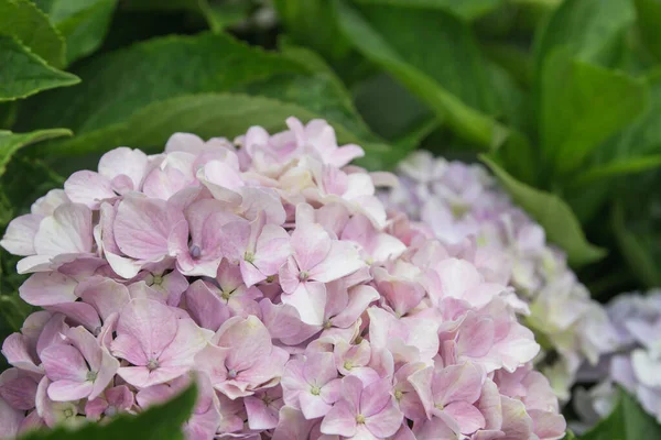 アジサイ薄桃色の花を咲かせます — ストック写真