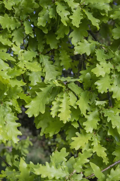 Quercus Robur Folhagem Verde Fresca — Fotografia de Stock