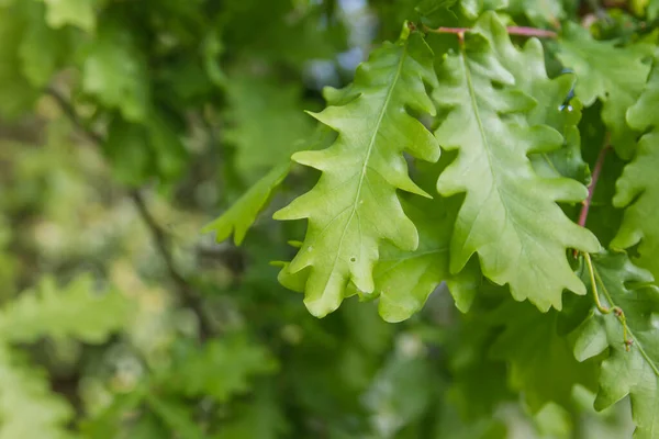 Quercus Robur新鲜绿叶 — 图库照片