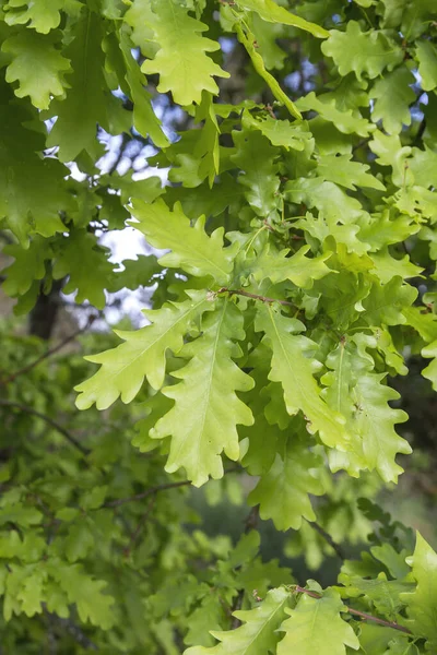 橡树新鲜绿叶 — 图库照片