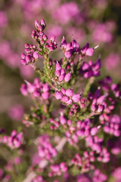 Campanilla Brezo Rosa Púrpura Flores Que Florecen Primavera —  Fotos de Stock