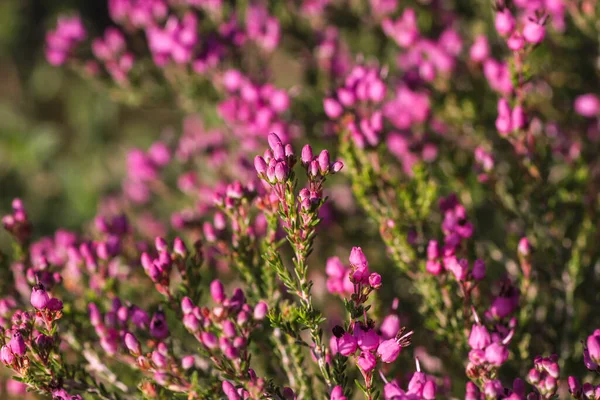 Bell Heather Pink Purplish Flowers Blooming Spring — Stock Photo, Image