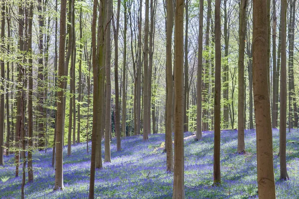 Синьо Фіолетові Квіти Цвітуть Весняні Ліси — стокове фото
