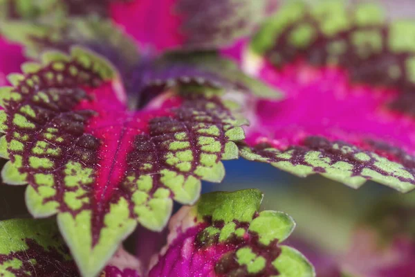 Detail Van Coleus Bonte Bladeren — Stockfoto