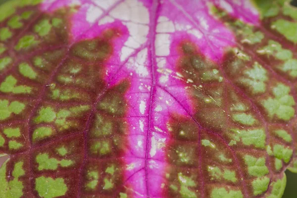 Coleus Brokiga Blad Nära Håll — Stockfoto