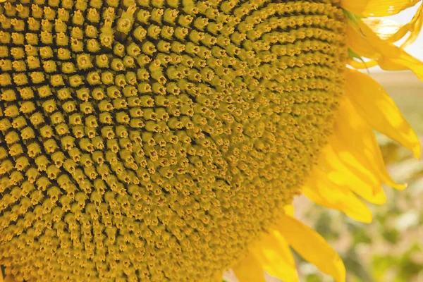 Detail Sunflower Disc Florets — Stock Photo, Image