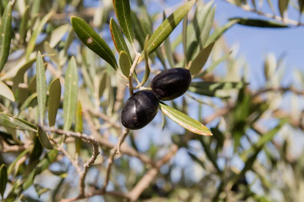 Modige Svarte Frukter Oliventrær – stockfoto