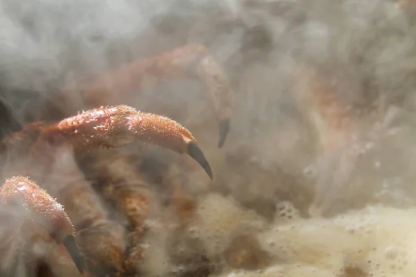 Detail European Spider Crab Boiling Water — Stock Photo, Image