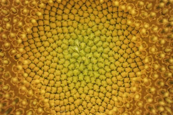 Sunflower Disk Florets Close — Stock Photo, Image