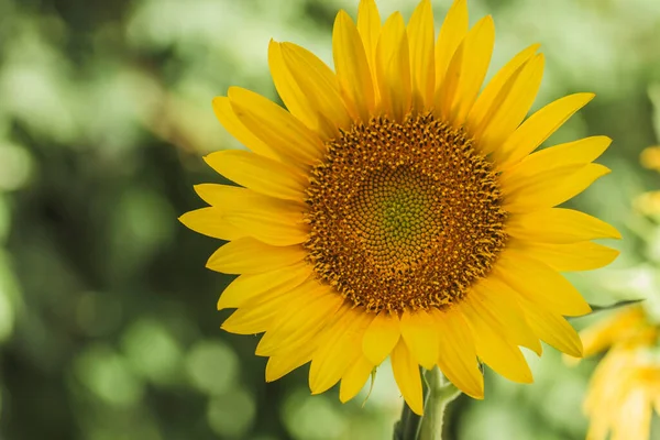 Flor Girasol Cerca — Foto de Stock