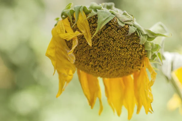 Disco Girasol Marchito Cerca — Foto de Stock