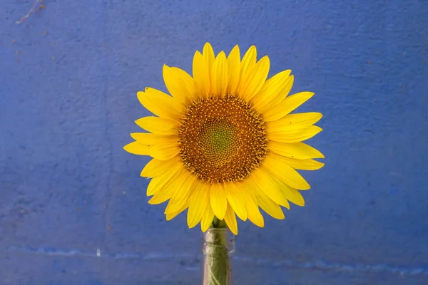 Girassol Amarelo Parede Azul — Fotografia de Stock