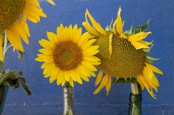 Girassóis Decorativos Parede Azul — Fotografia de Stock