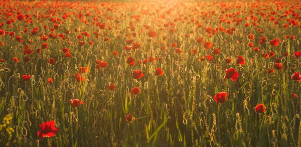 Wild Red Poppies Blooming Spring — Stock Photo, Image