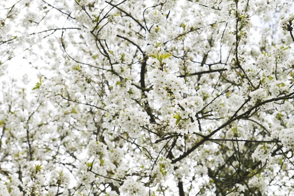 Wild cherry tree blooming in springtime