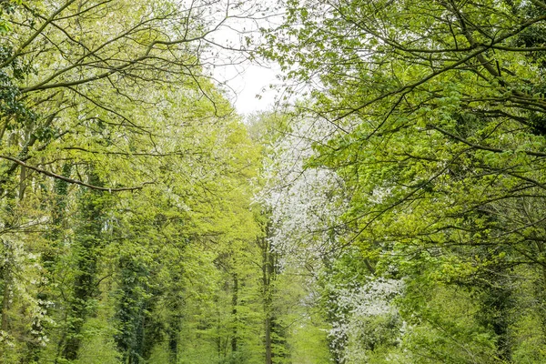 Floresta Caduca Mista Florescendo Primavera — Fotografia de Stock