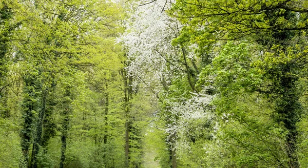 Árvores Caducas Florescendo Floresta Primavera — Fotografia de Stock