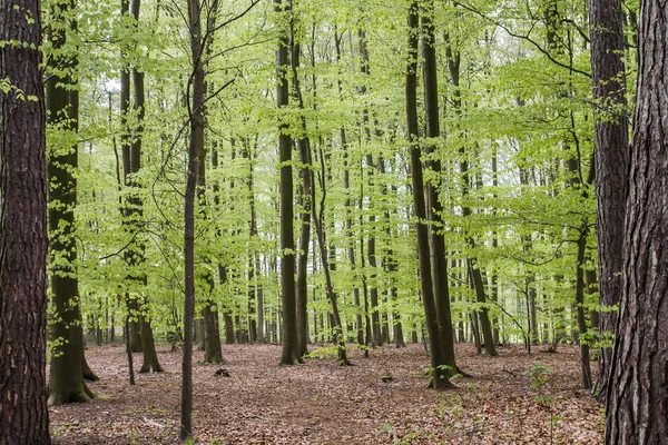Faia Árvores Bosques Com Primavera Nova Folhagem — Fotografia de Stock