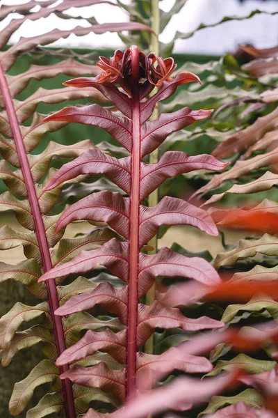 ブラジルのドワーフの木のシダの赤いフロント — ストック写真
