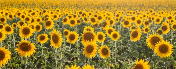 Campo Girassóis Flor Espanha — Fotografia de Stock