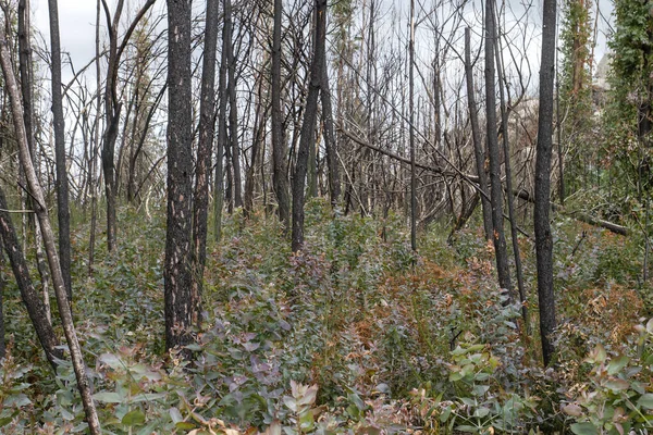 Eucalyptus pyrophyte trees sprouting after a wildfire