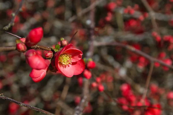 Chaenomeles Japonica Red Flowers Blooming — Stock Photo, Image