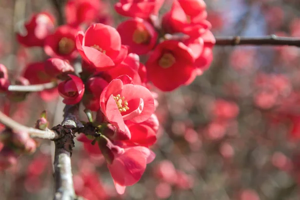 Chaenomeles Japonica Springtime Flowers Close — Stock Photo, Image