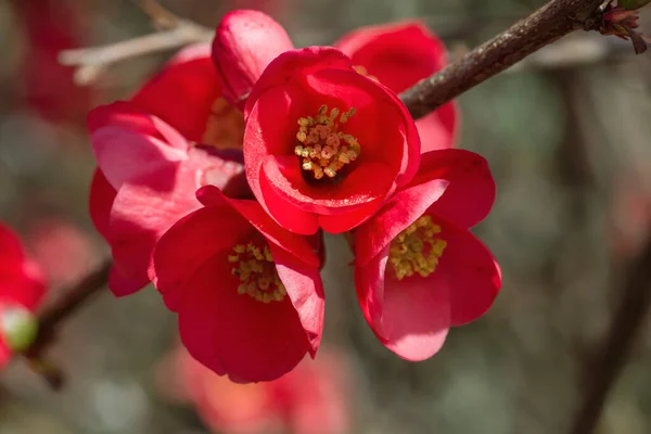 Chaenomeles Japonica Red Flowers Close — Stock Photo, Image