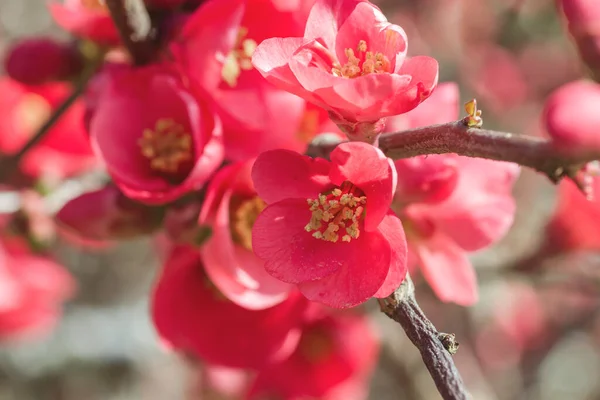 Chaenomeles Japonica Vermelho Flores Primavera — Fotografia de Stock
