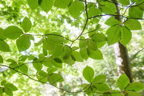 Kayın Ağacı Yeşil Yaprakları Yakın — Stok fotoğraf