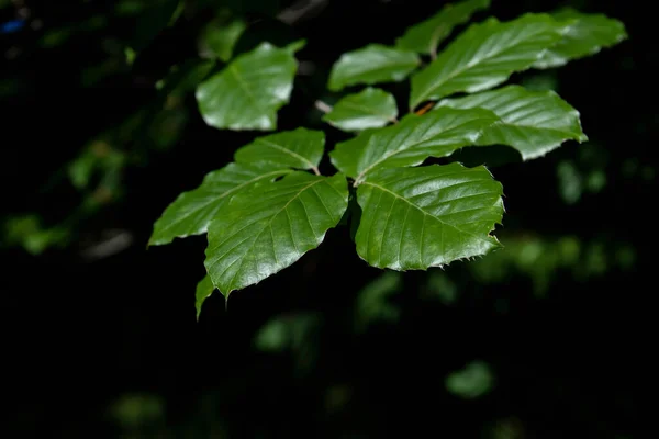 Λεπτομέρεια Από Πράσινα Φύλλα Fagus Sylvatica — Φωτογραφία Αρχείου