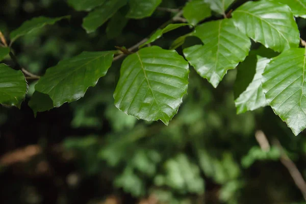 Faia Árvore Folhas Verdes Fechar — Fotografia de Stock