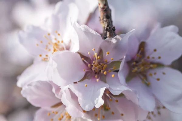 Szczegóły Kwiatów Drzew Migdałowych Wiosną — Zdjęcie stockowe