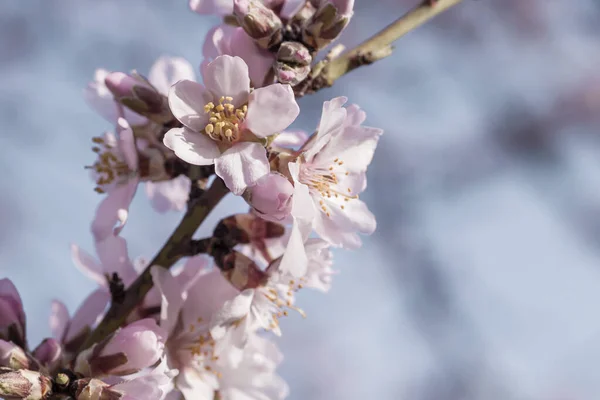 Деталь Цвітіння Мигдалевого Дерева Навесні — стокове фото