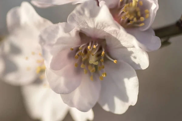 Détail Des Fleurs Amandier Printemps — Photo