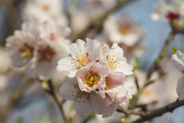 Szczegóły Kwiatów Drzew Migdałowych Wiosną — Zdjęcie stockowe