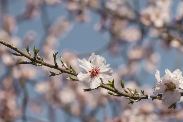 Badem Ağaçları Baharda Çiçek Açar — Stok fotoğraf