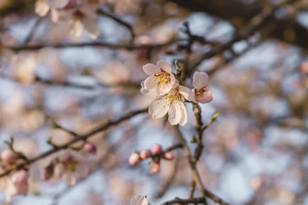 Detalhe Flores Amendoeira Primavera — Fotografia de Stock