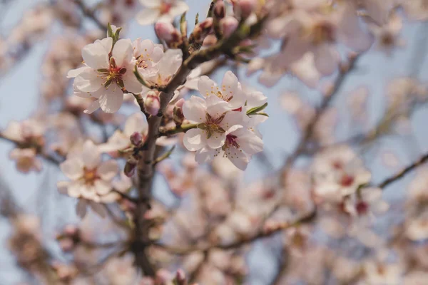 Detail Almond Tree Blossoms Spring — Stock Photo, Image