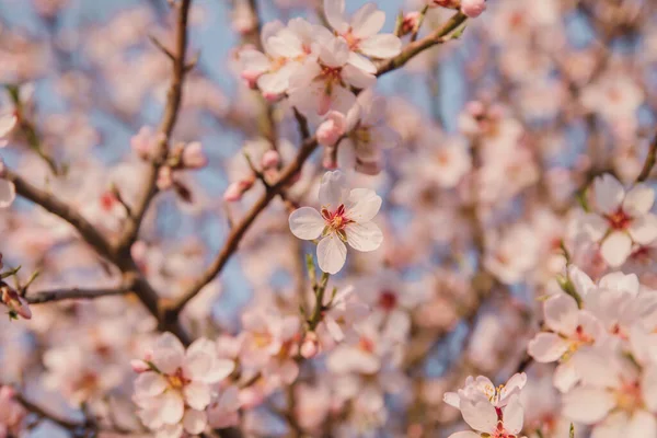 Detail Almond Tree Blossoms Spring — Stock Photo, Image